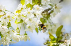 蜜蜂的怎么样确定采蜜地点以及鲜花种类的？