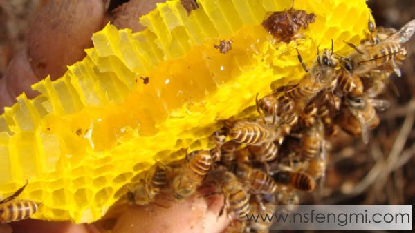 土蜂蜜又称野蜂蜂蜜