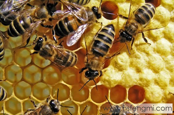 蜂蜜巢脾是什么