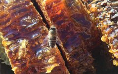 桂花蜂蜜真的存在吗？