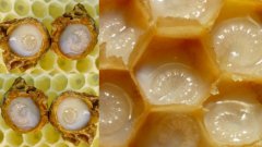 蜂王浆蜂蜜有什么好处?