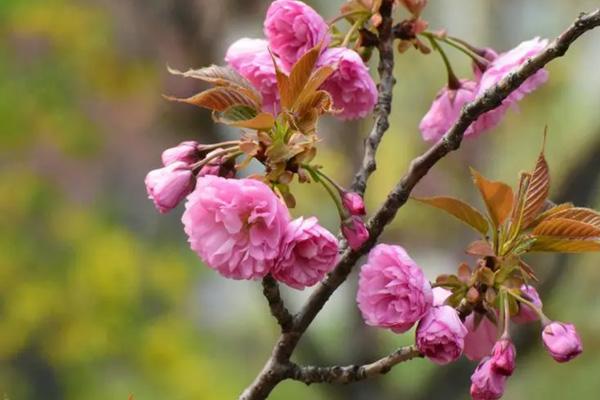 天津哪里有樱花看 最美樱花观赏地方