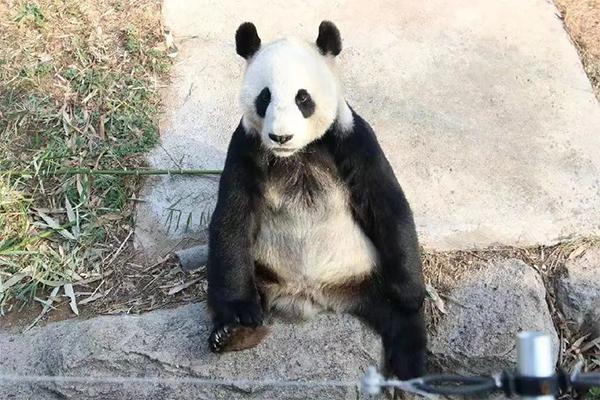 威海有熊猫吗在哪里 哪个动物园有熊猫（威海熊猫攻略）