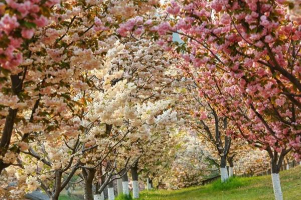 天津哪里有樱花看 最美樱花观赏地方（滨海塘沽森林公园攻略）
