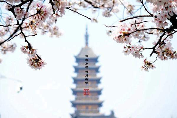 2023虞城樱花节活动指南 附时间、地点、玩法（活动总览攻略）