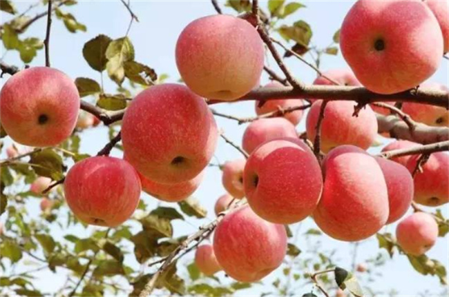 苹果的营养价值有哪些？怎么吃？